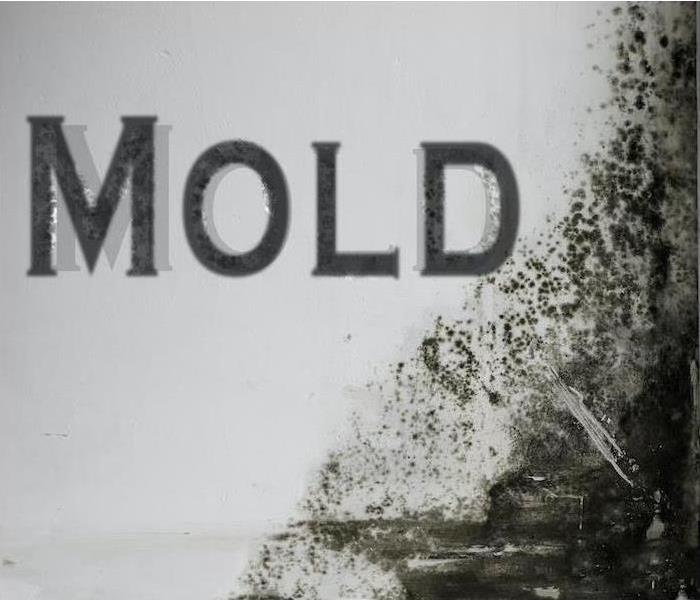 Stock Photo of the word Mold